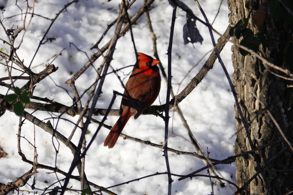 Northern Cardinal - ML646921093