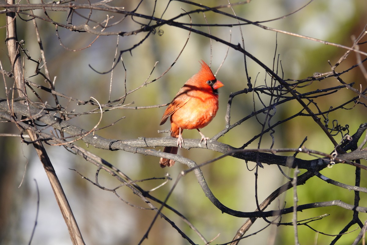 Northern Cardinal - ML646921094