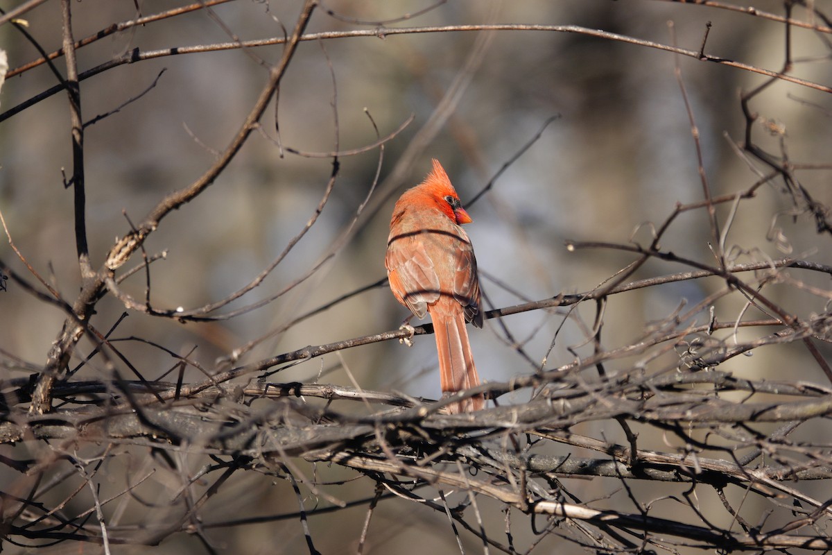Northern Cardinal - ML646921095