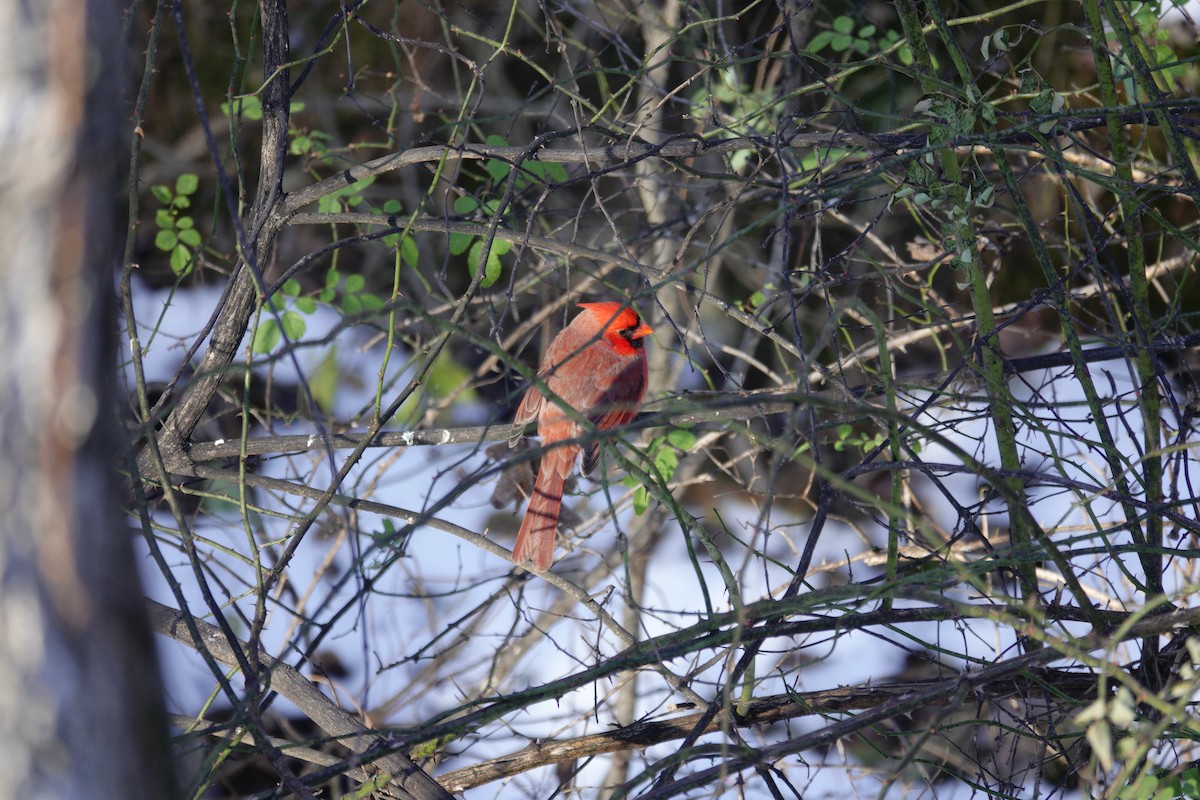 Northern Cardinal - ML646921096