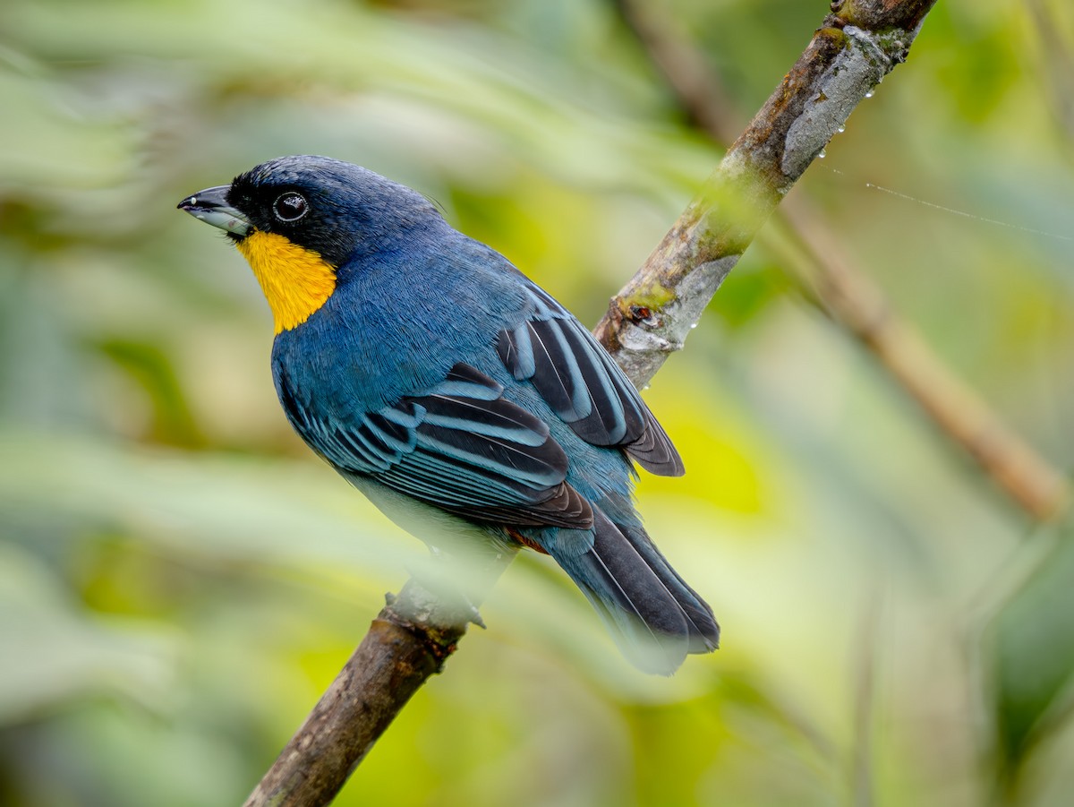 Purplish-mantled Tanager - ML646921098