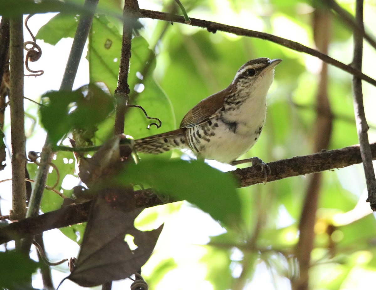 Banded Wren - ML646921099