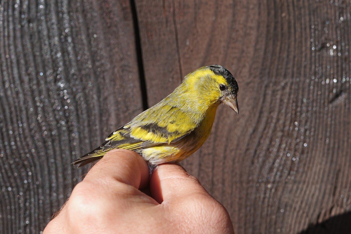 Eurasian Siskin - ML646921100