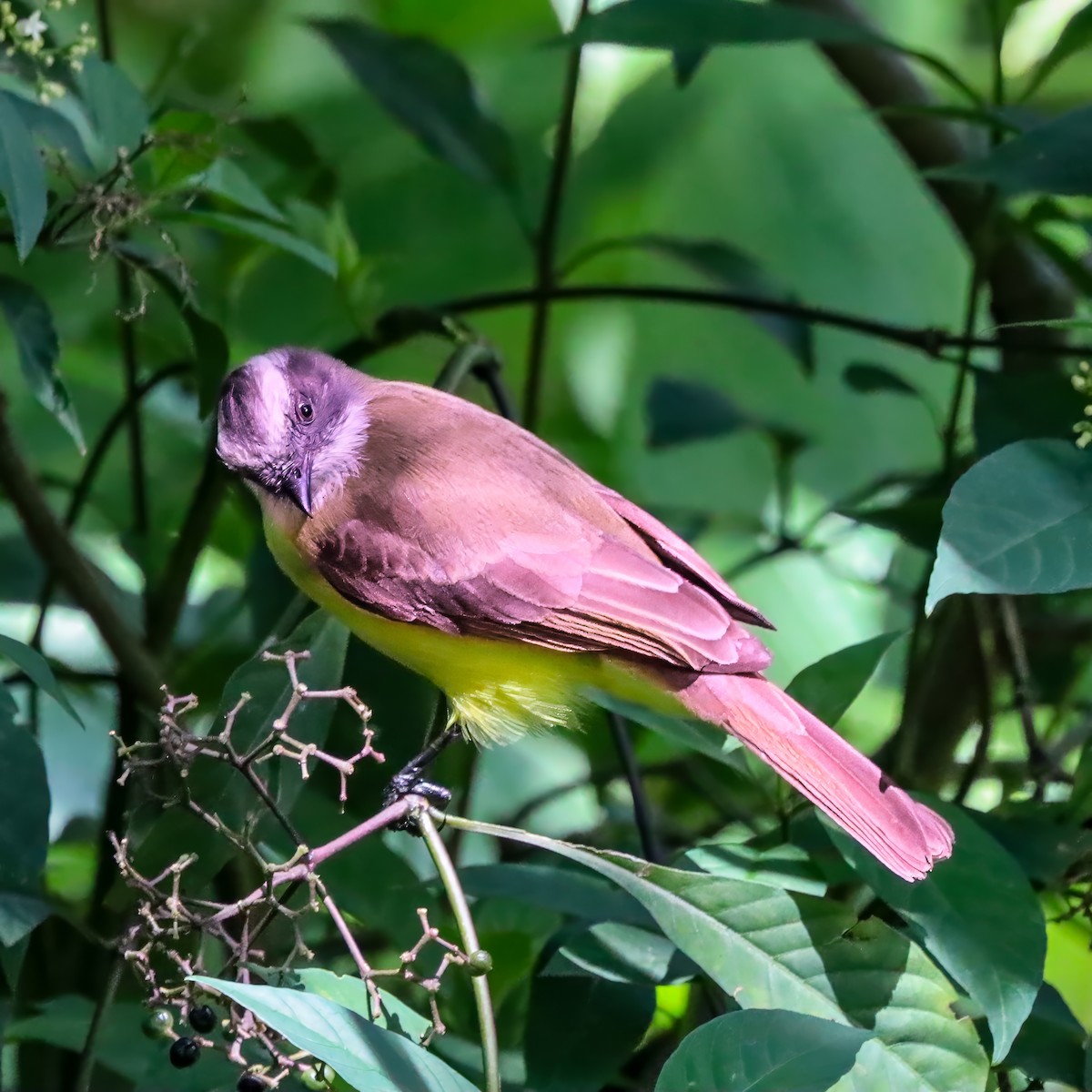 Social Flycatcher - ML646921101