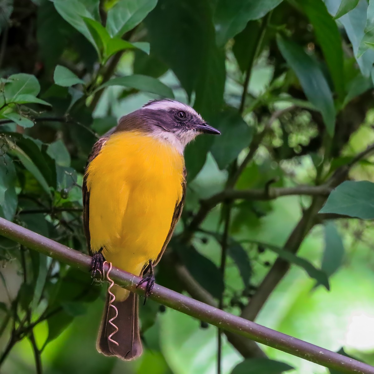 Social Flycatcher - ML646921102