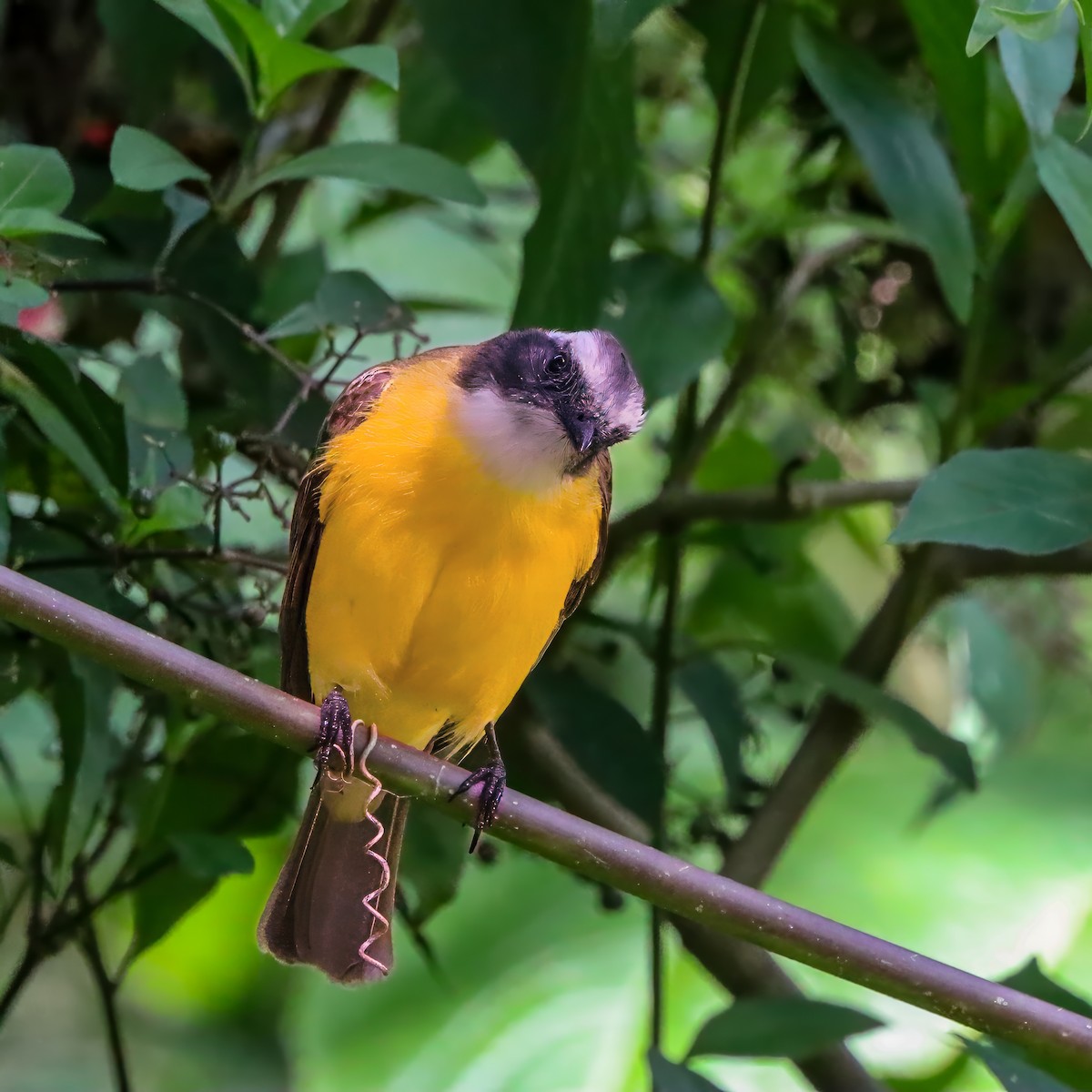 Social Flycatcher - ML646921103