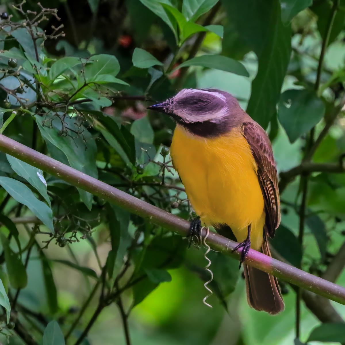 Social Flycatcher - ML646921104