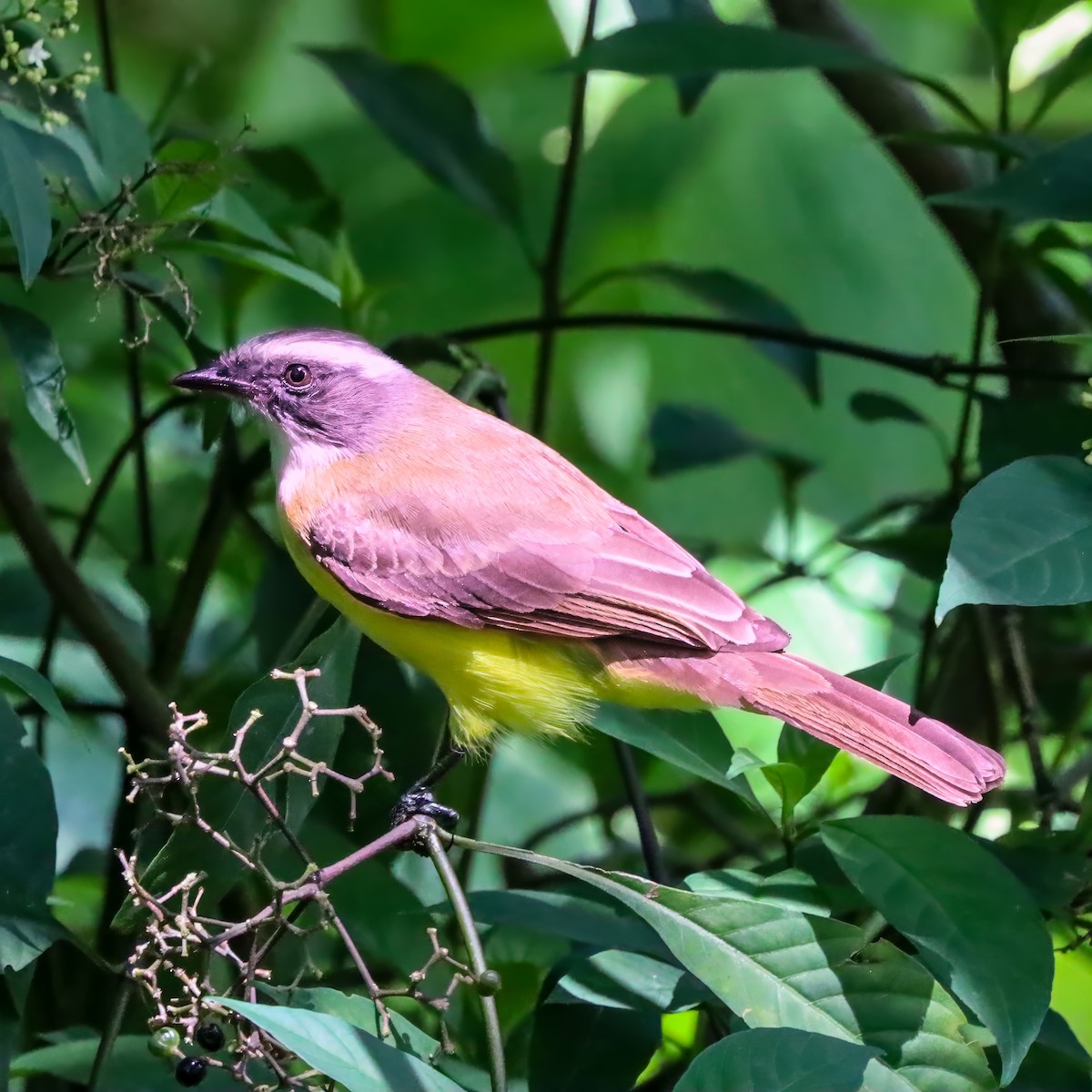 Social Flycatcher - ML646921105