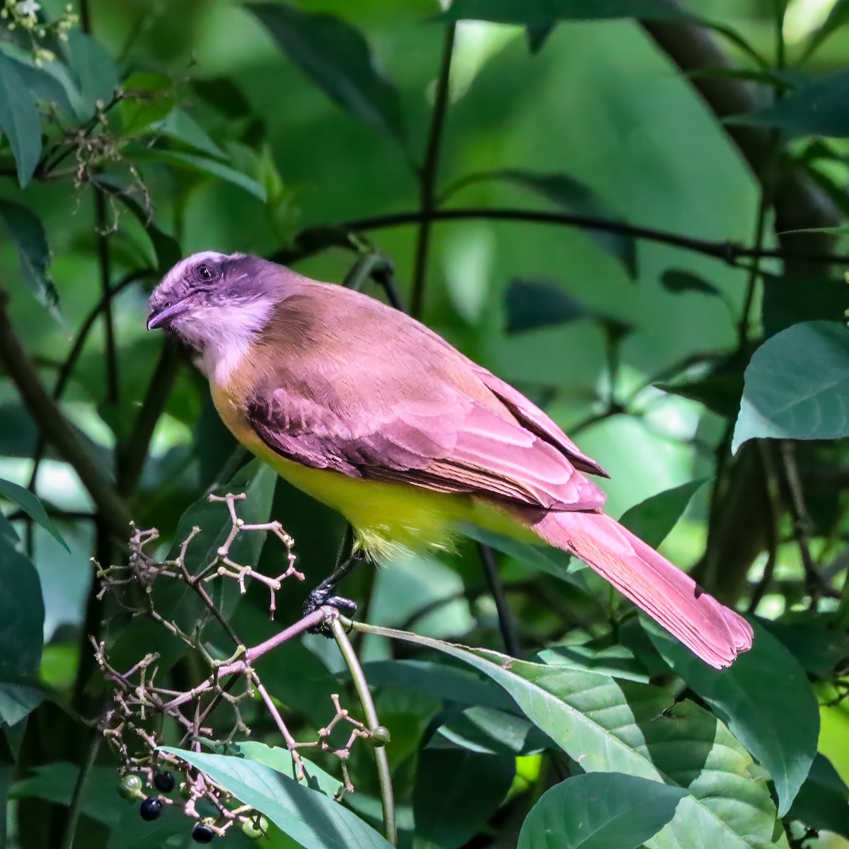 Social Flycatcher - ML646921106