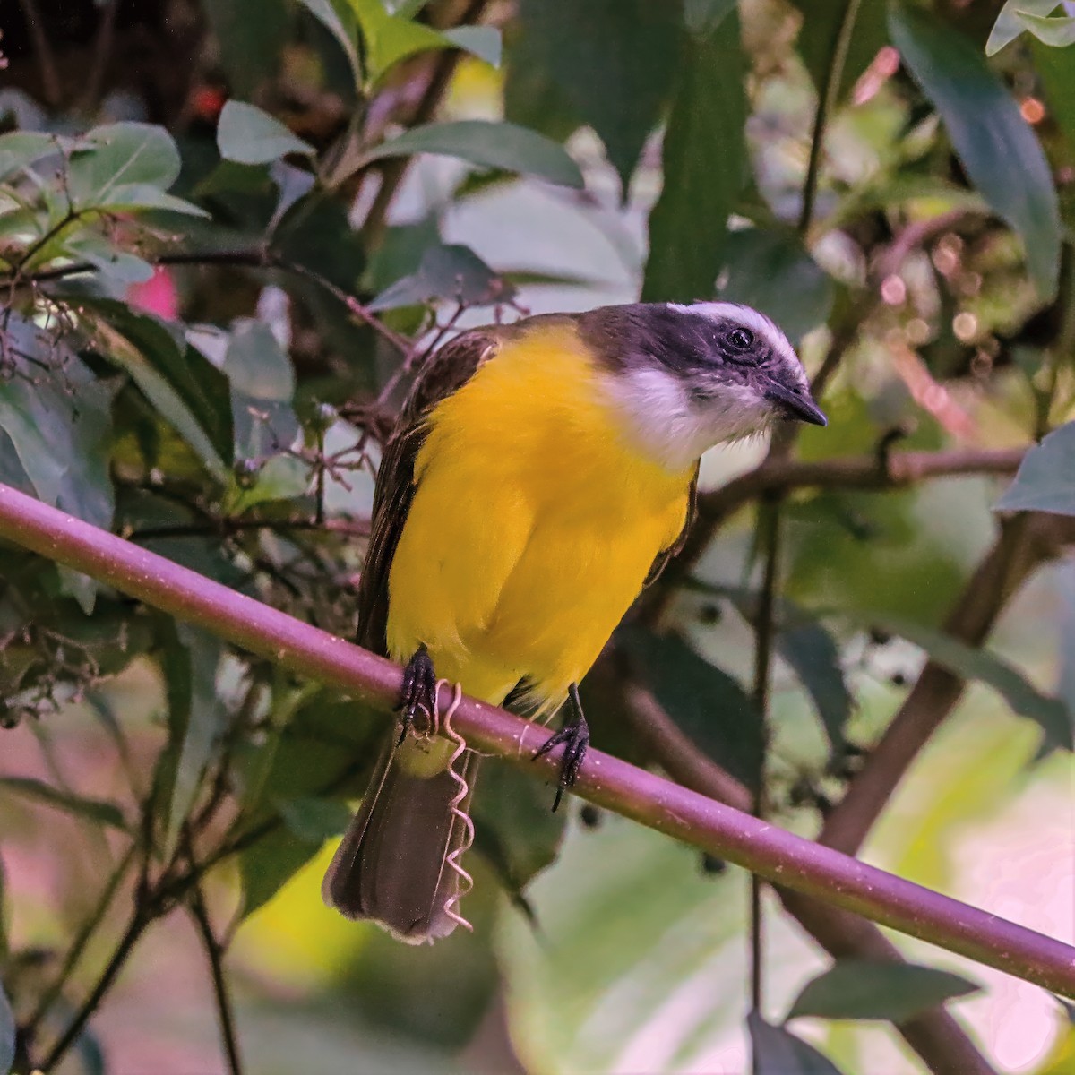 Social Flycatcher - ML646921107