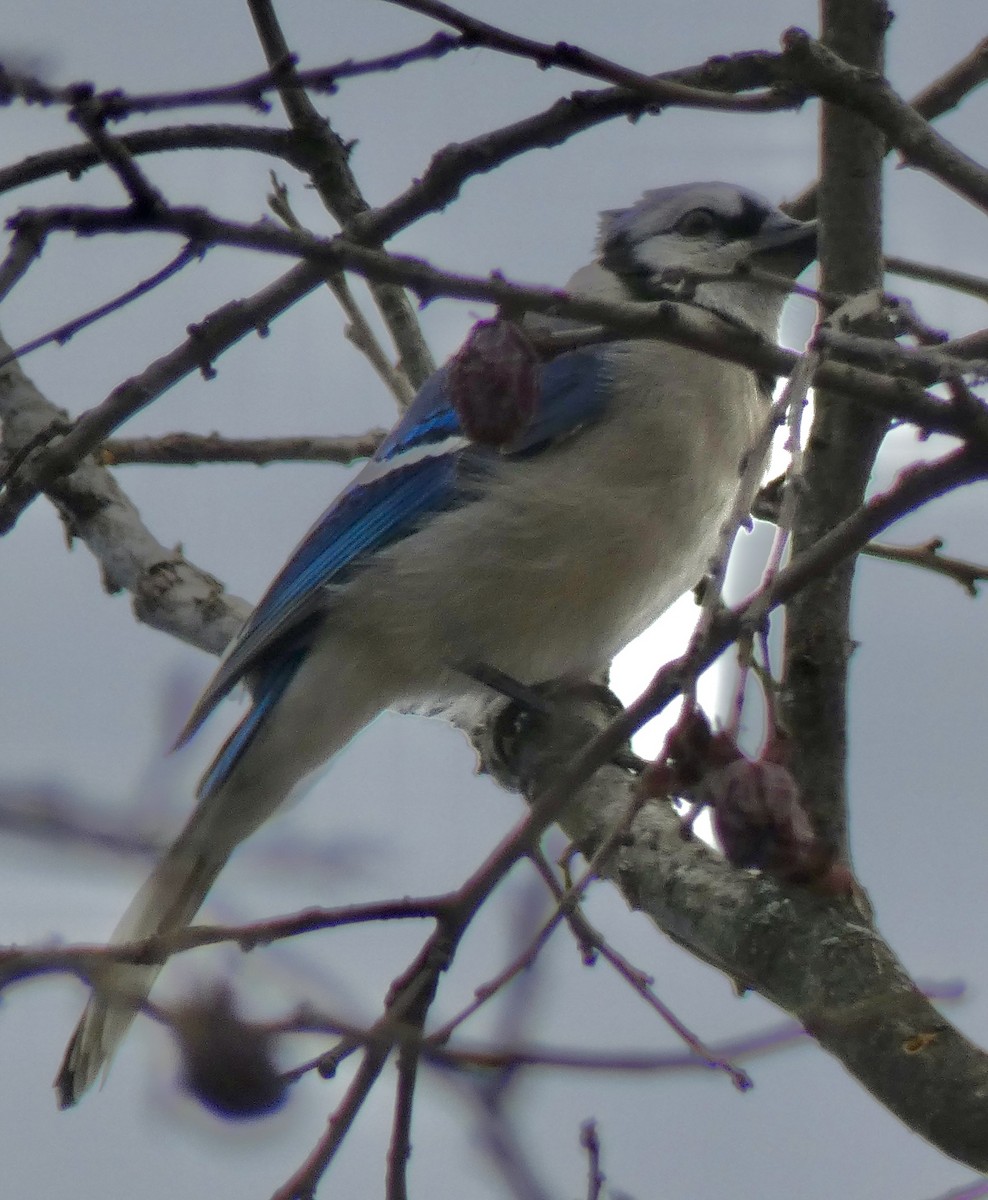 Blue Jay - ML646921108