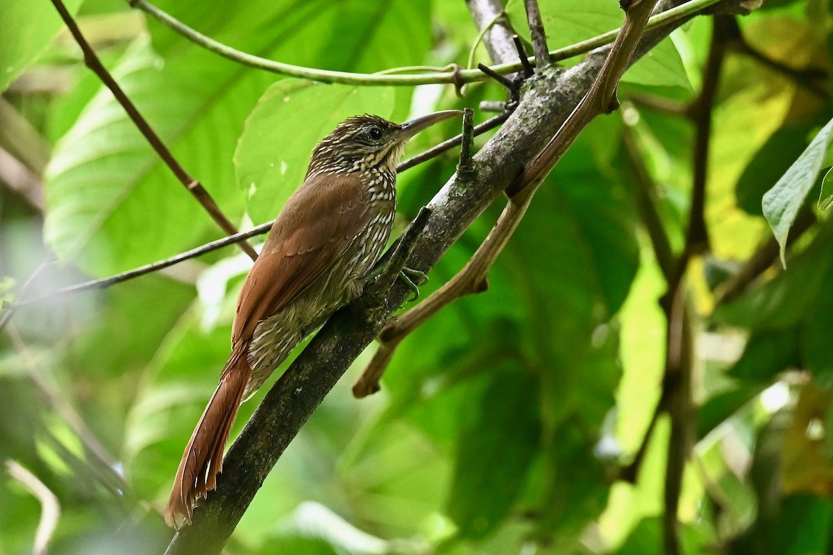 Streak-headed Woodcreeper - ML646921109