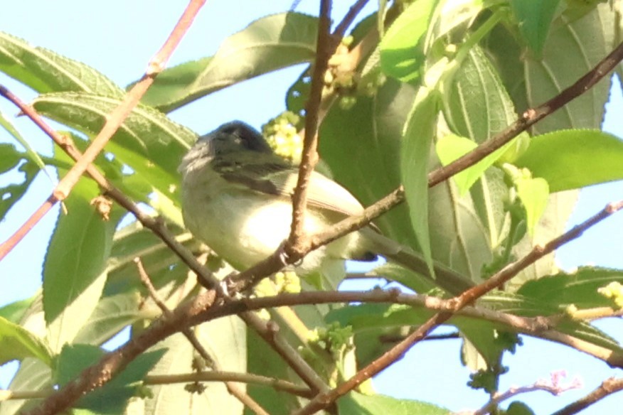 Rufous-browed Tyrannulet - ML646921110
