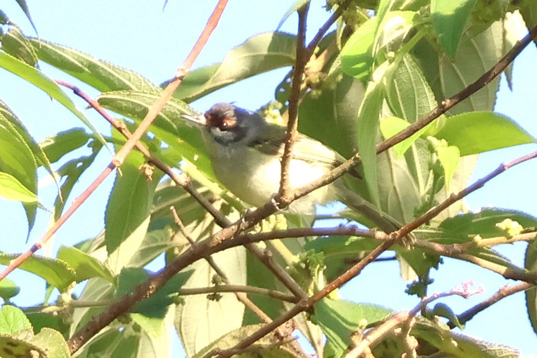 Rufous-browed Tyrannulet - ML646921111