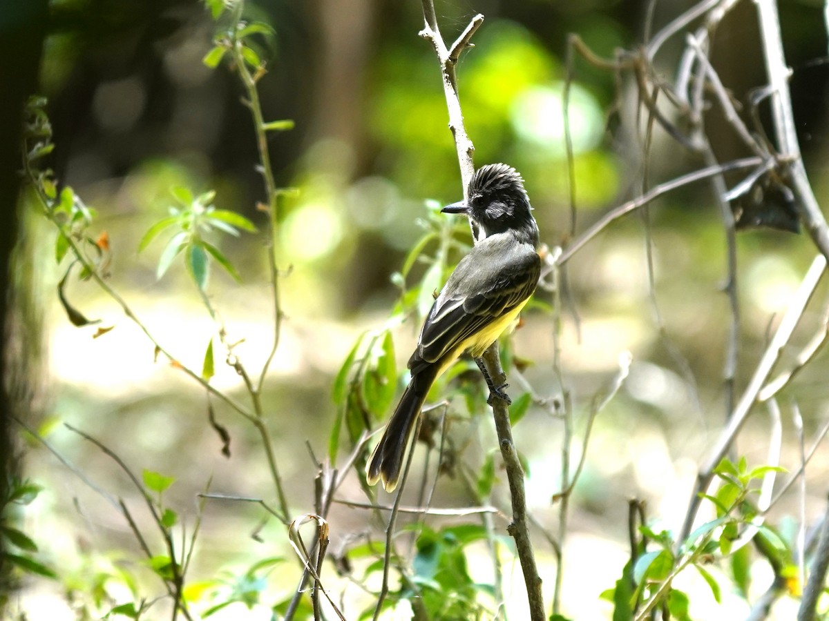 Apical Flycatcher - ML646921112