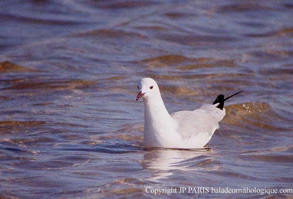 Hartlaub's Gull - ML646921115