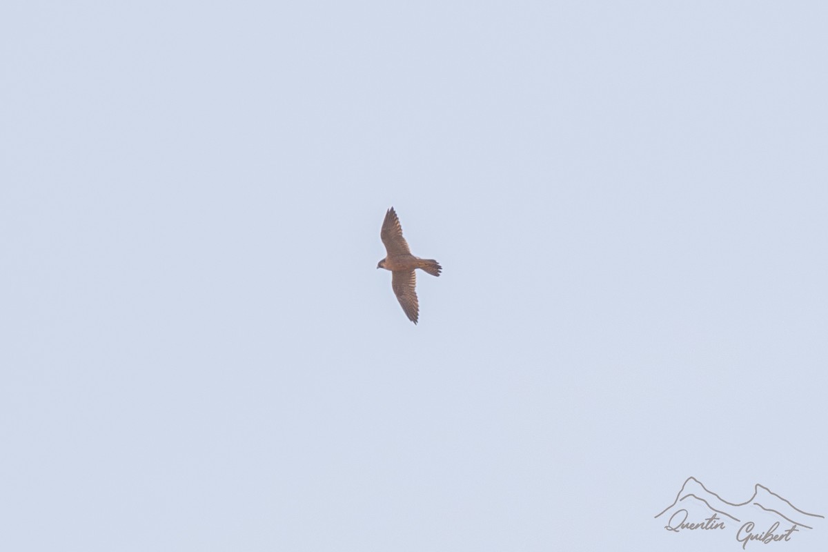 Peregrine Falcon (Barbary) - ML646921116