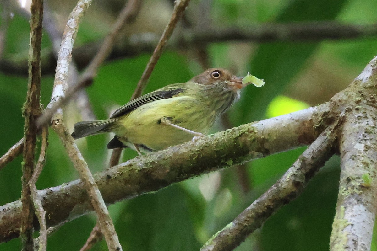 Scale-crested Pygmy-Tyrant - ML646921118