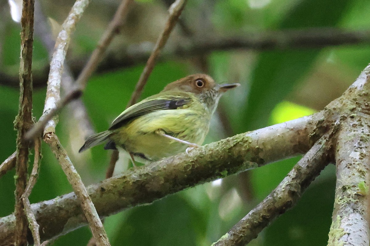 Scale-crested Pygmy-Tyrant - ML646921119