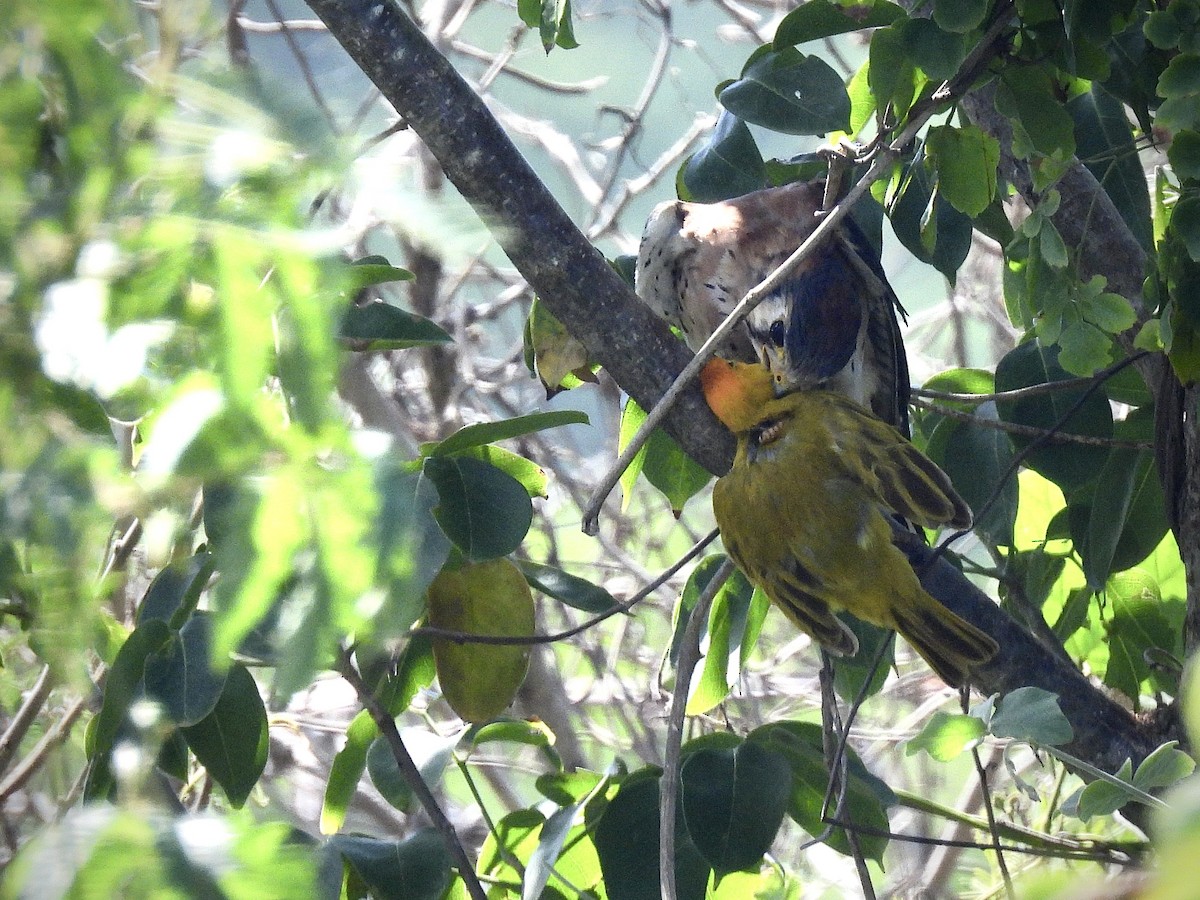 American Kestrel - ML646921120