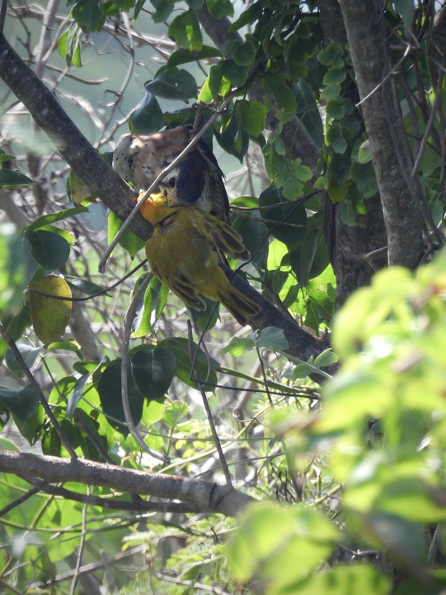 American Kestrel - ML646921121