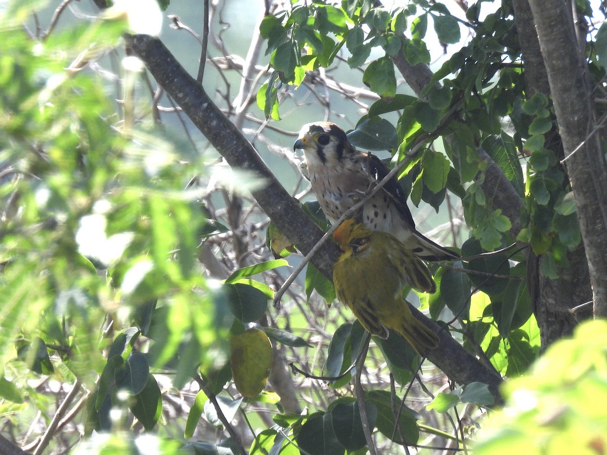 American Kestrel - ML646921122