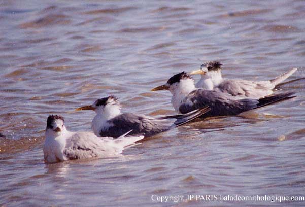 Great Crested Tern - ML646921123