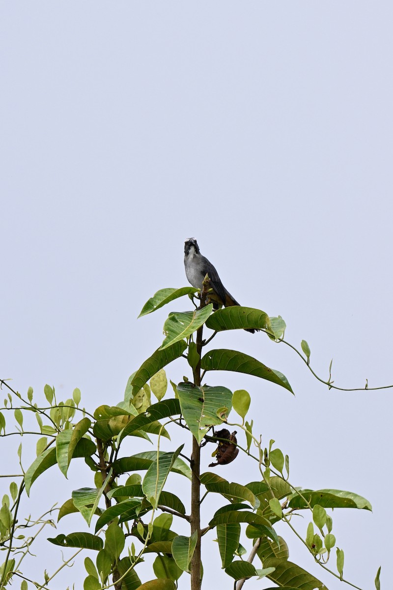 Bluish-gray Saltator - ML646921128