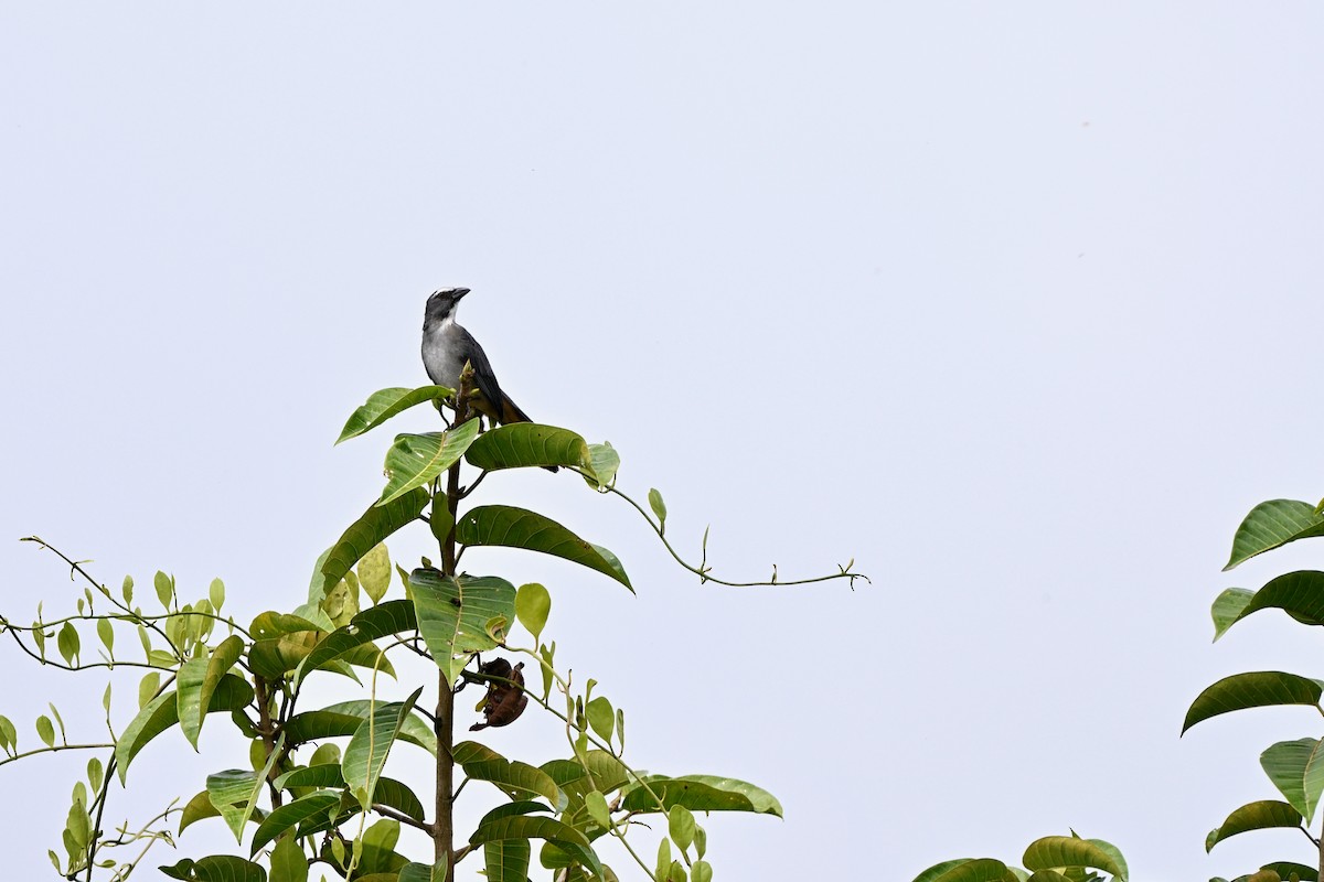 Bluish-gray Saltator - ML646921129