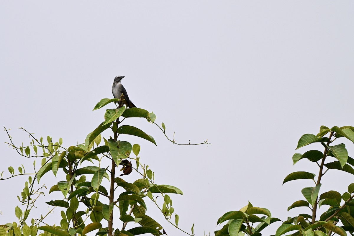 Bluish-gray Saltator - ML646921130