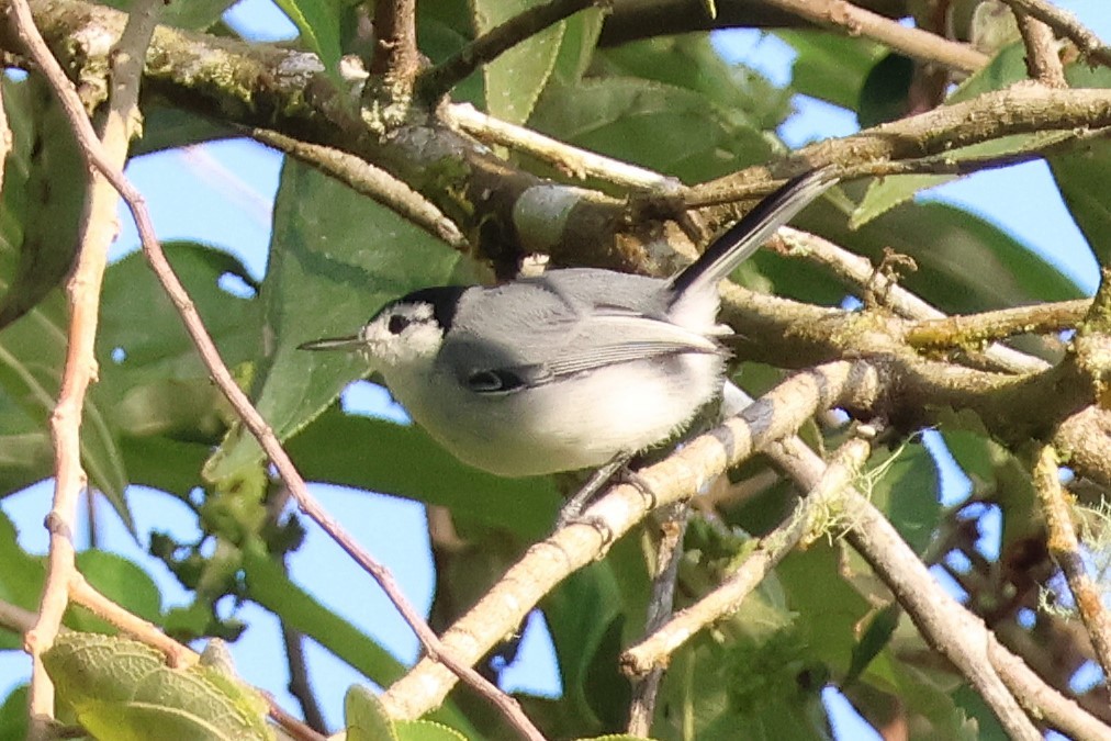 Weißbrauen-Mückenfänger - ML646921135