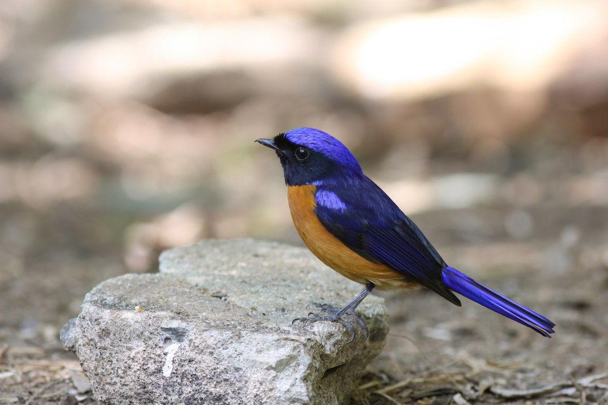 Rufous-bellied Niltava - ML646921137