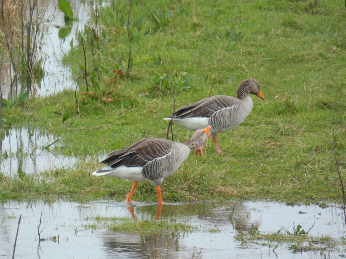 Graylag Goose - ML646921138