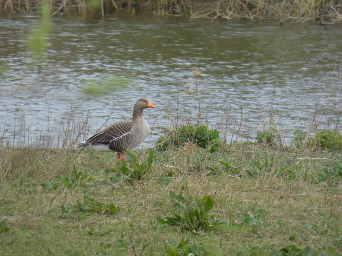 Graylag Goose - ML646921139