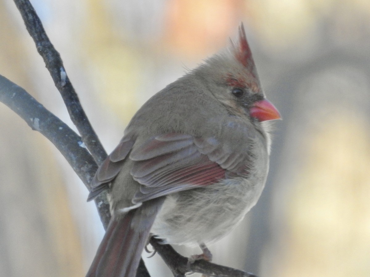 Northern Cardinal - ML646921142