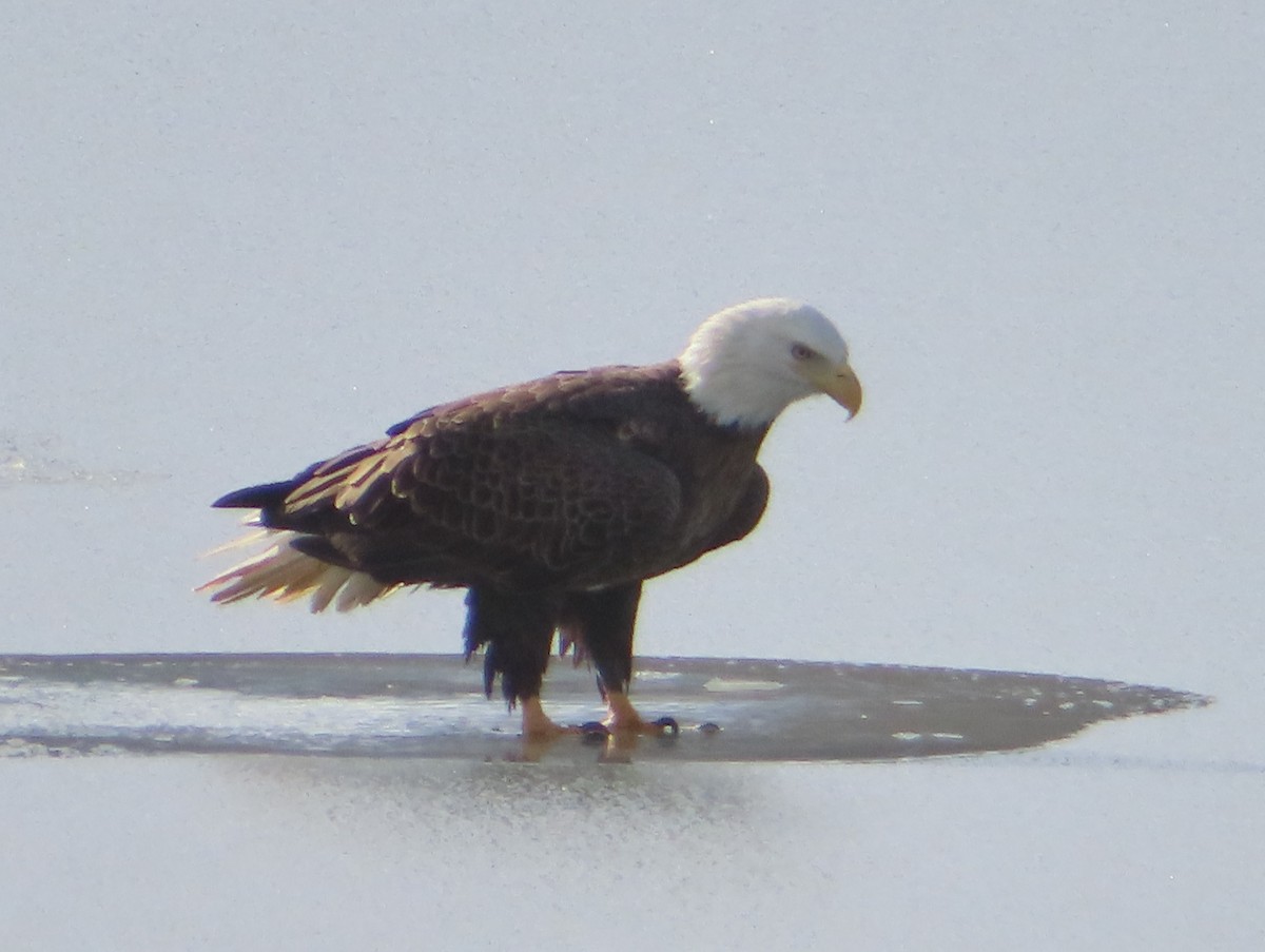 Bald Eagle - ML646921154