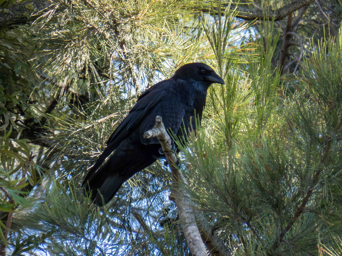 vrána černá - ML646921155