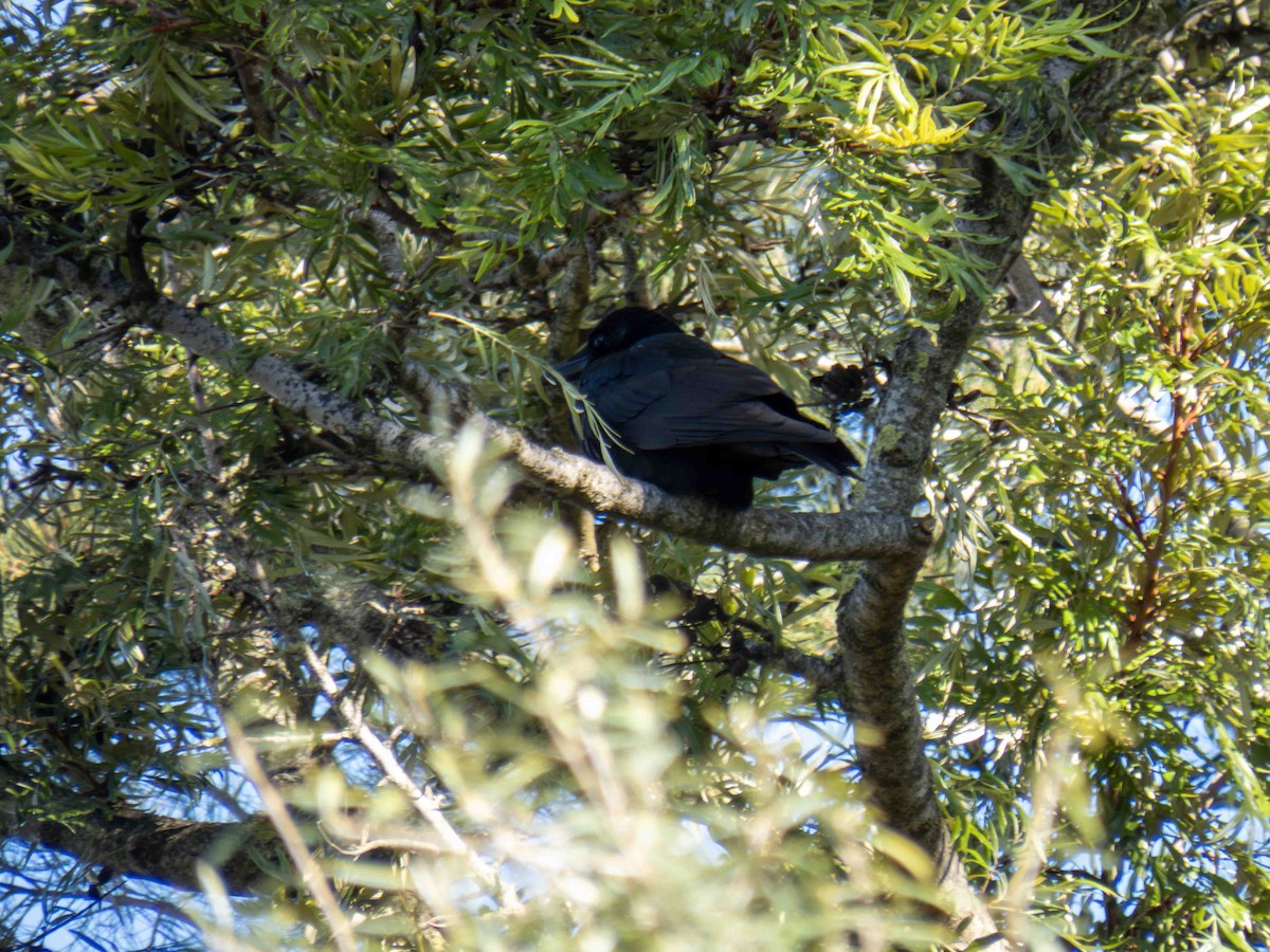 vrána černá - ML646921156