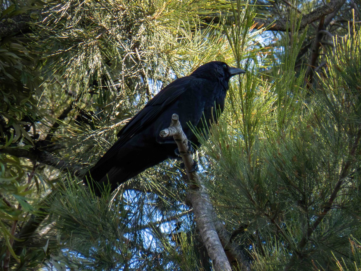 vrána černá - ML646921157