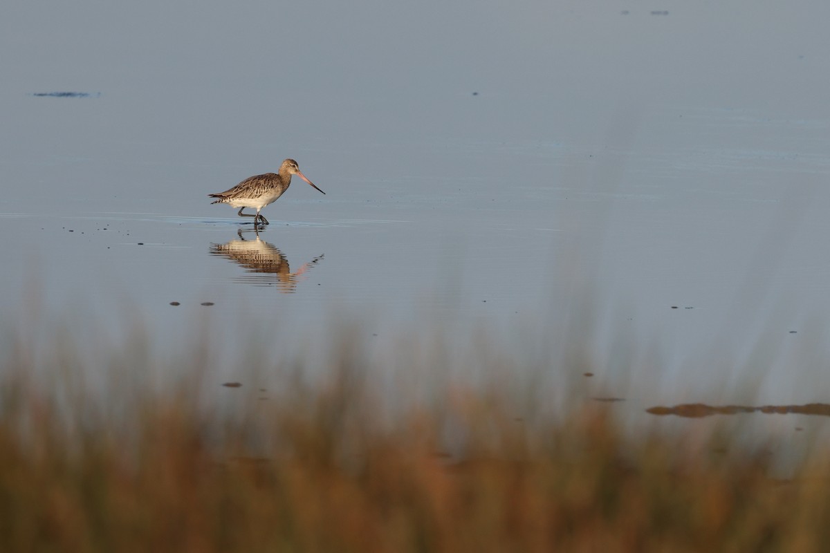 Bar-tailed Godwit - ML646921167