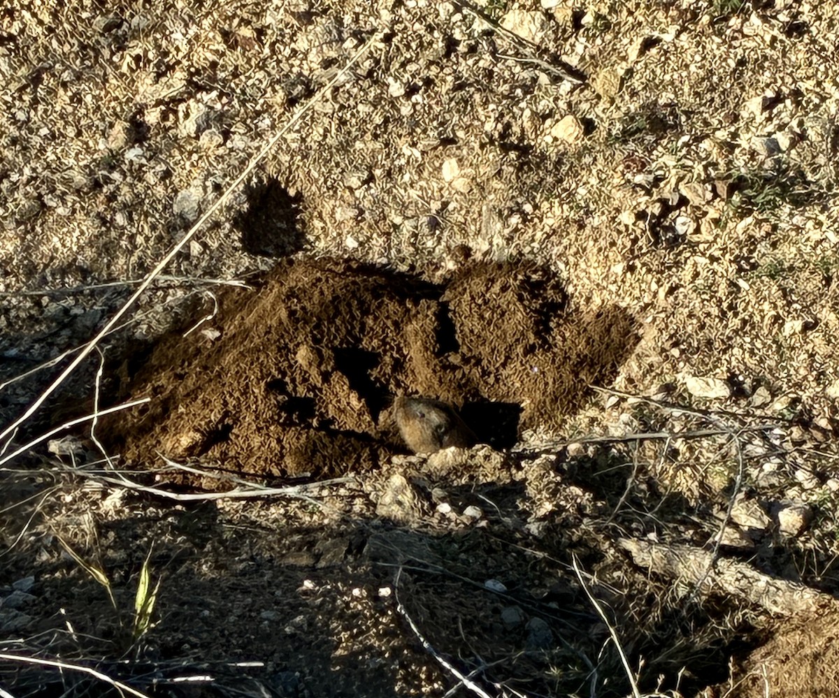 Botta's Pocket Gopher - ML646921168
