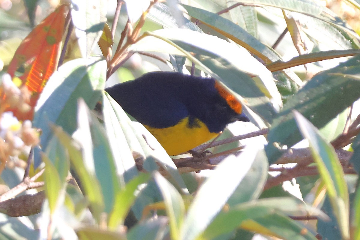 Tawny-capped Euphonia - ML646921169