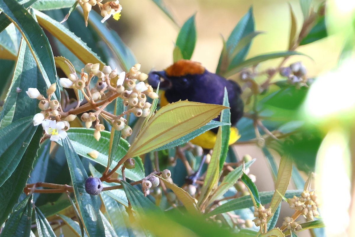 Tawny-capped Euphonia - ML646921170