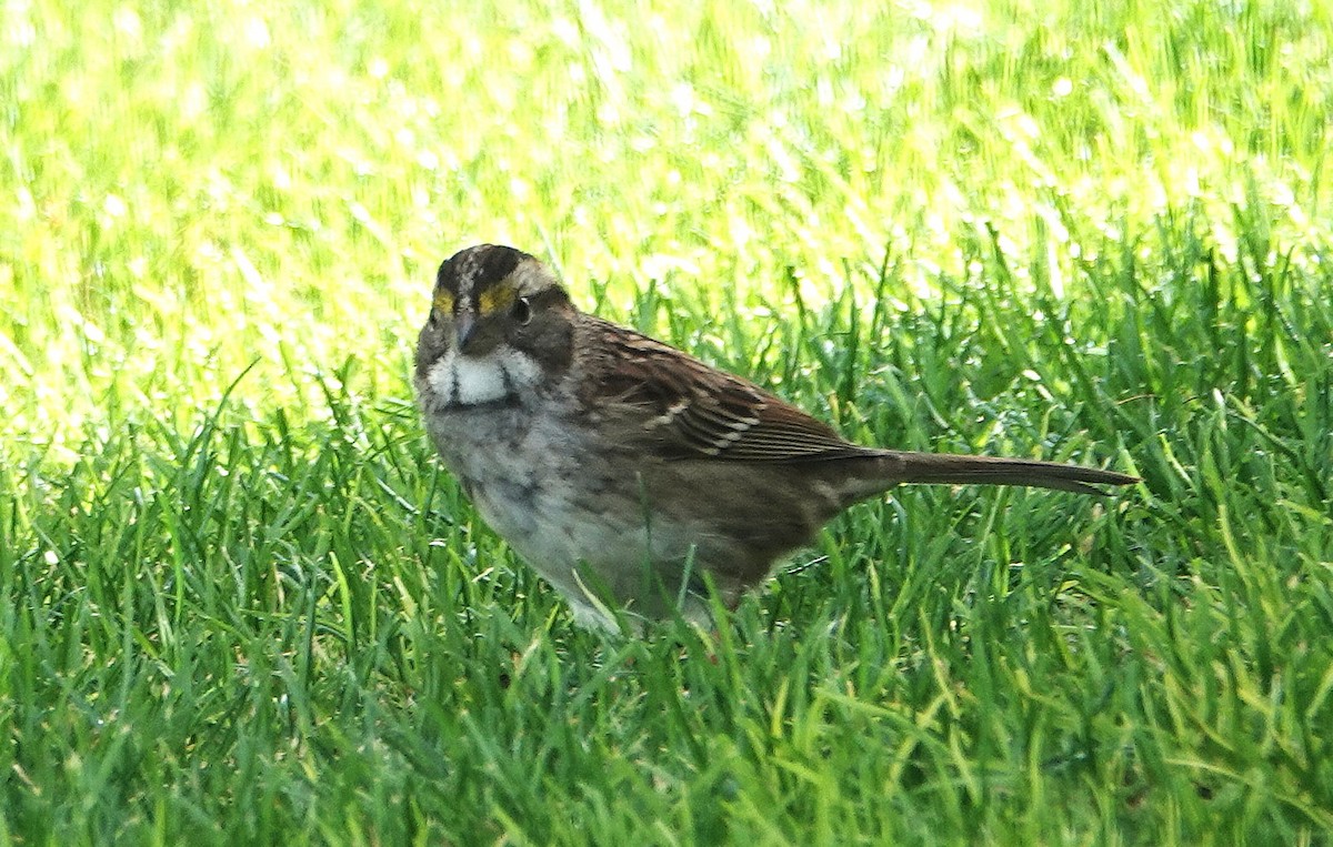 strnadec bělohrdlý - ML646921172