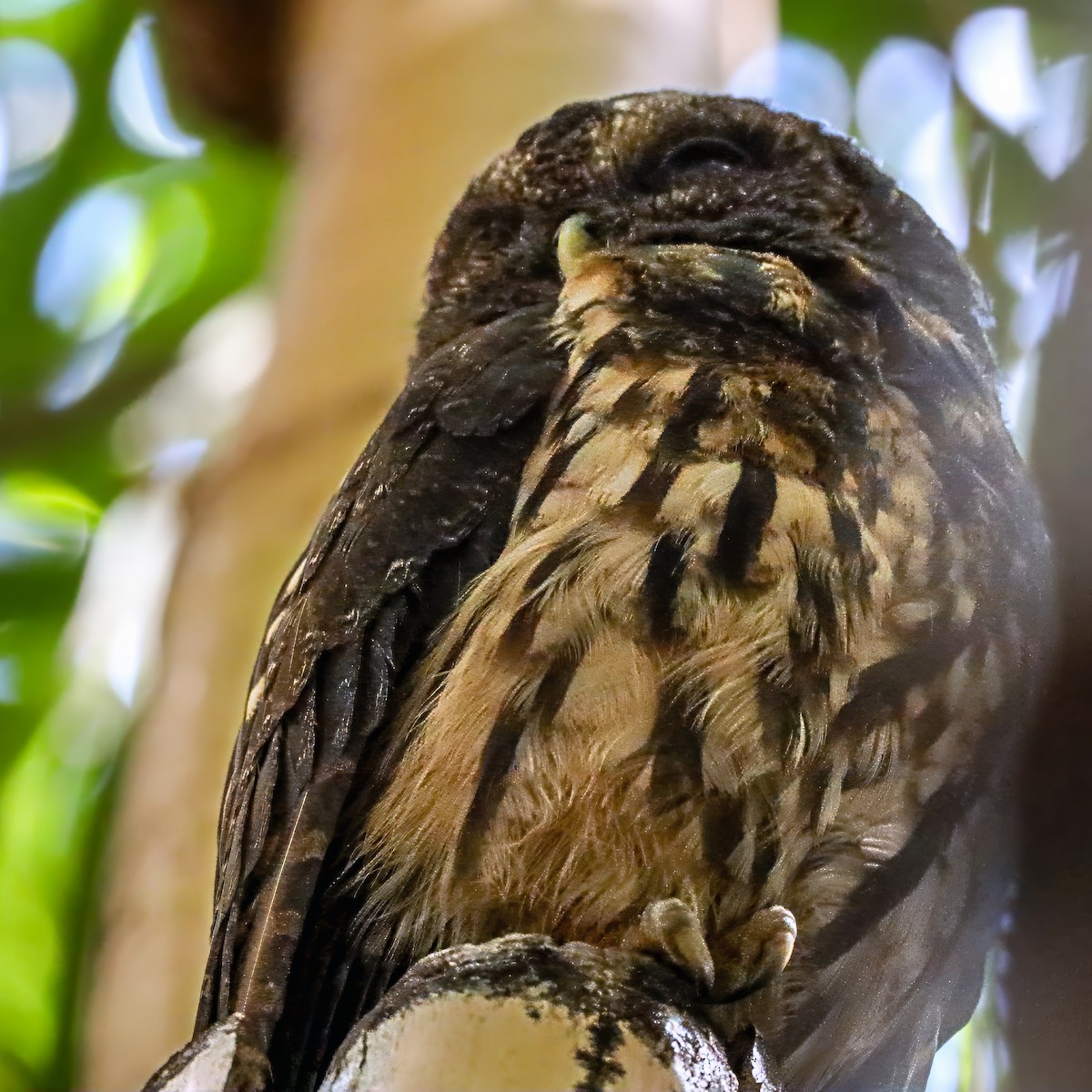 Benekli Alaca Baykuş - ML646921173