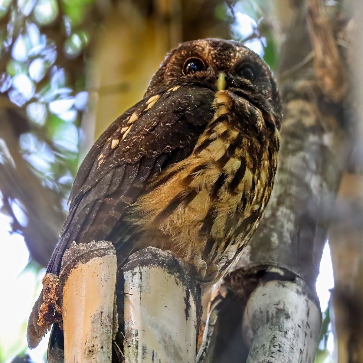 Benekli Alaca Baykuş - ML646921174