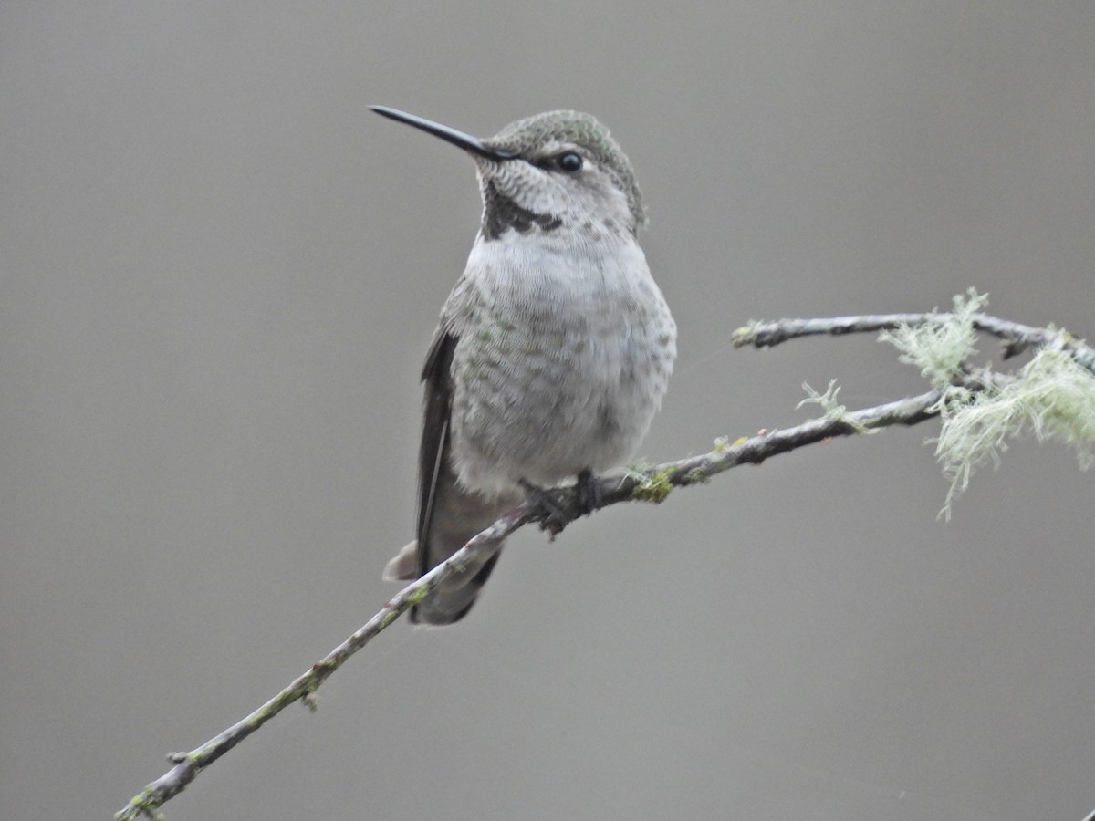 Anna's Hummingbird - ML646921175