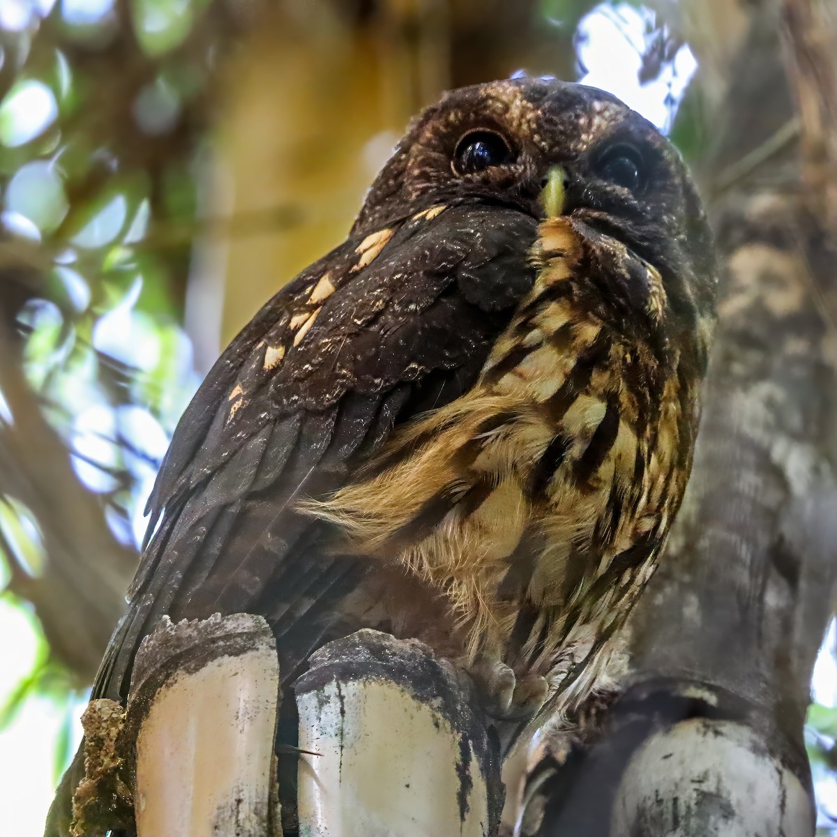 Benekli Alaca Baykuş - ML646921176