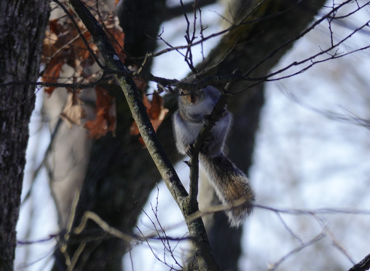 Scoiattolo grigio - ML646921177