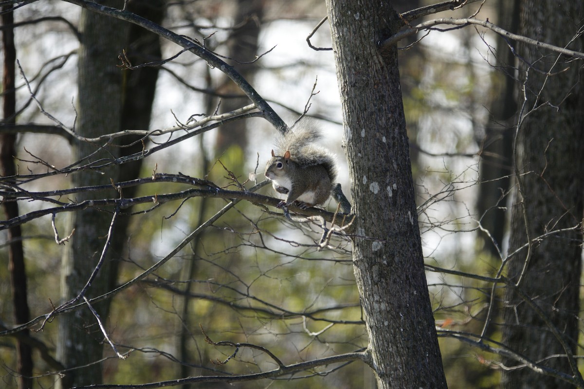 Scoiattolo grigio - ML646921178